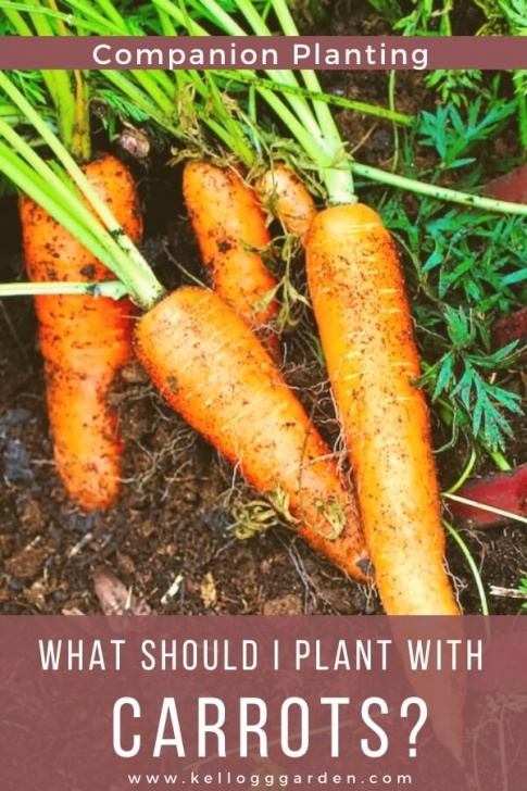 Carrot Companion Plants Carrot Companion Plants In 2020 | Carrot Companion Plants Image 645