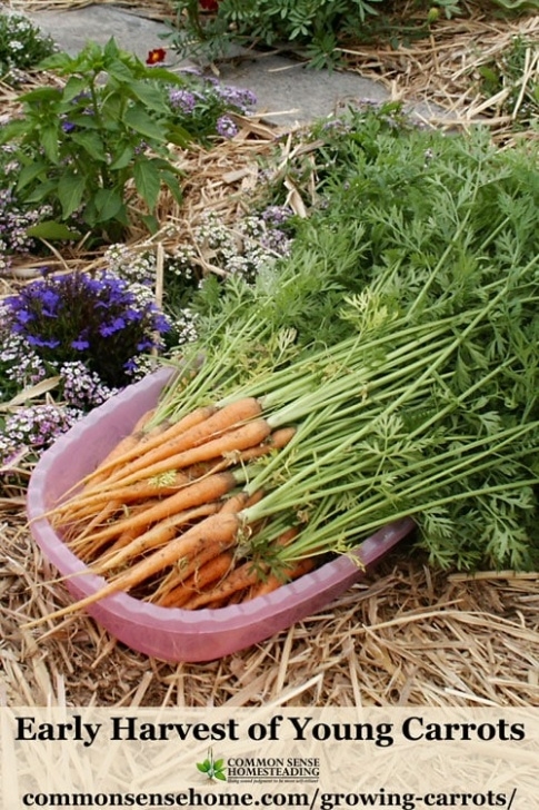 Carrot Companion Plants Growing Carrots - Quick Guide, Step By Step Instructions Picture 711