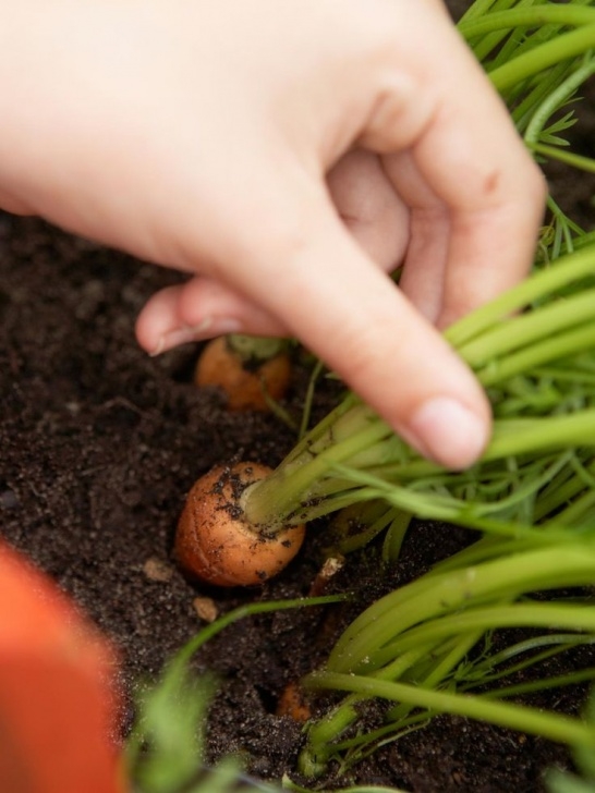 Carrot Companion Plants How To Grow Carrot Companion Crops | Companion Planting Picture 658