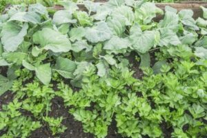 Celery Companion Plants Companion Planting With Celery: What Are Some Good Celery Picture 311