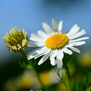 Chamomile Companion Plants 5 Of The Best Companion Plants For Cannabis - Reefertilizer Photo 245 Chamomile Companion Plants 5 Of The Best Companion Plants For Cannabis - Reefertilizer Photo 245