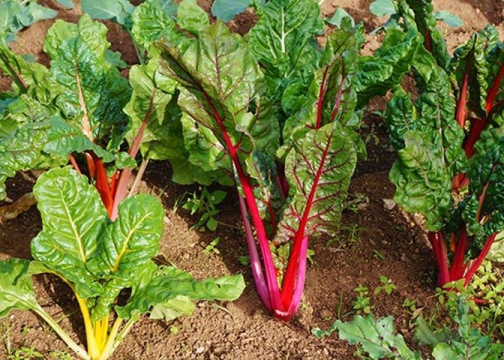Chard Companion Plants 5 Veggies To Plant In Autumn | Plants, Veggie Garden Picture 398
