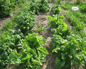 Chard Companion Plants Companion Planting With Spinach &amp; Swiss Chard Melojak Picture 216