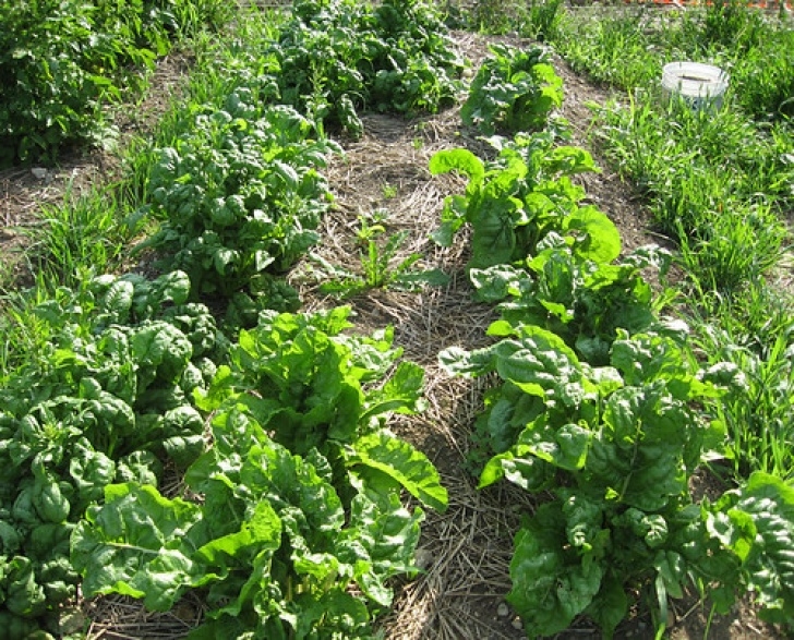 Chard Companion Plants Companion Planting With Spinach &amp; Swiss Chard Melojak Picture 216