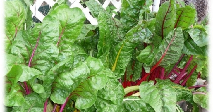 Chard Companion Plants Growing Organic : Swiss Chard: Planting Guide, Harvesting Photo 277