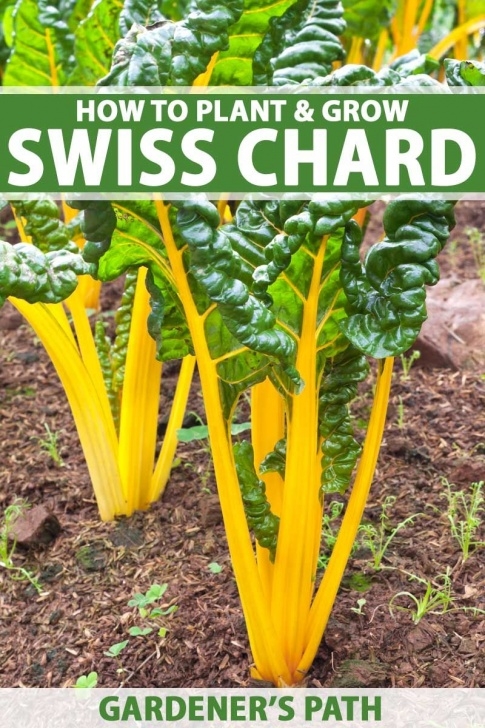 Chard Companion Plants How To Plant And Grow Swiss Chard | Growing Swiss Chard Photo 106