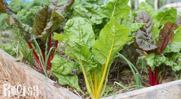 Chard Companion Plants Natural Pest Control In The Vegetable Garden | Rootsy Network Image 248