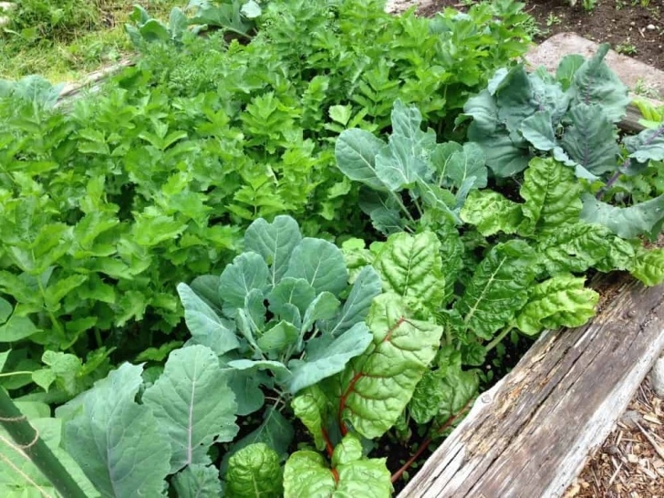 Chard Companion Plants Veggie Garden Companion Planting Examples | Family Food Garden Photo 907