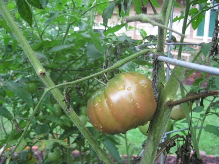 Cherokee Purple Tomato Plant Atlanta Veggies : Tomato Problems Abound Photo 051