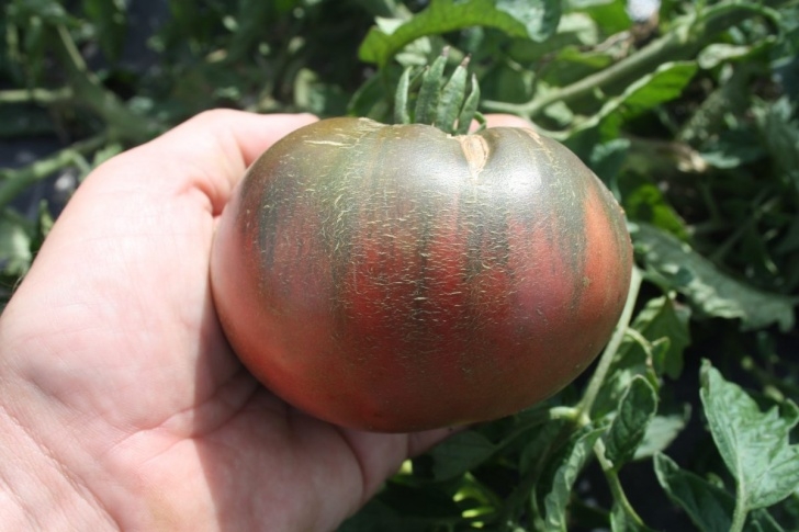 Cherokee Purple Tomato Plant Cherokee Purple Tomato · Inspirations Vegetable Seeds Image 119
