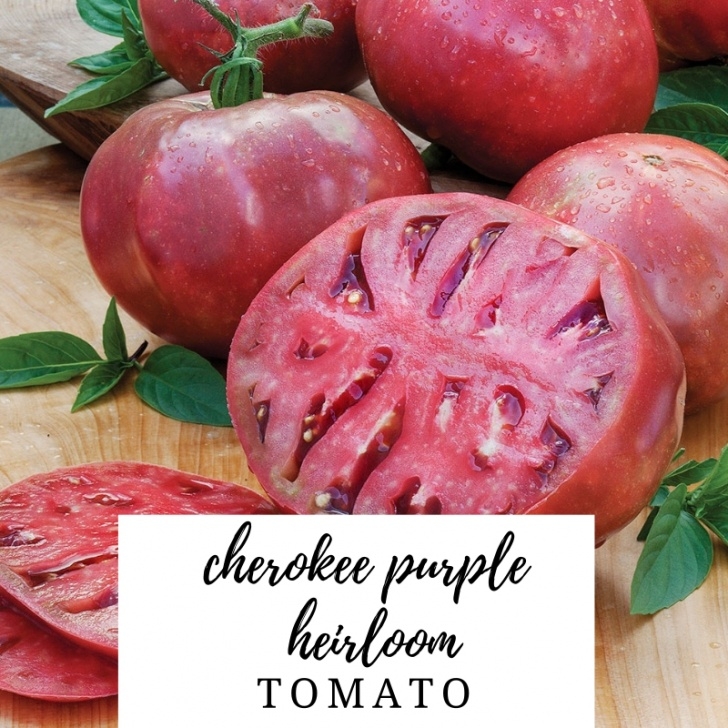 Cherokee Purple Tomato Plant Cherokee Purple Tomato - Migardener Photo 548