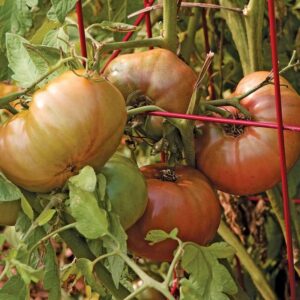 Cherokee Purple Tomato Plant Tomato Cherokee Purple | White Flower Farm Photo 404