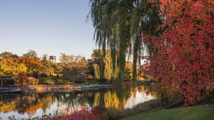 Chicago Botanic Garden Fall Colors Are On Full Display At Chicago Botanic Garden Picture 074