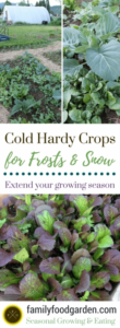 Cold Hardy Vegetables Cold Hardy Crops For Frosts And Snow #Fallgardening # Photo 772