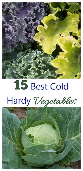 Cold Hardy Vegetables Cold Hardy Vegetables Let You Get A Head Start On Spring Picture 813