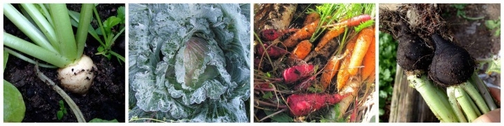 Cold Hardy Vegetables How To Grow Food Year-Round | Family Food Garden Picture 146