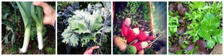 Cold Hardy Vegetables How To Grow Food Year-Round Image 889