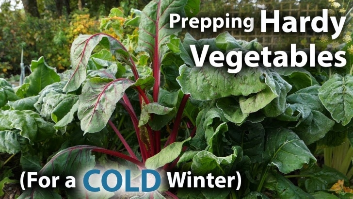Cold Hardy Vegetables How To Prepare Hardy Vegetables To Thrive During A Cold Photo 151