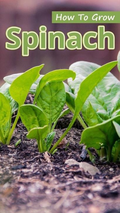Cold Hardy Vegetables Spinach, A Super–Cold-Hardy Vegetable, Is A Tender-Leafed Picture 620