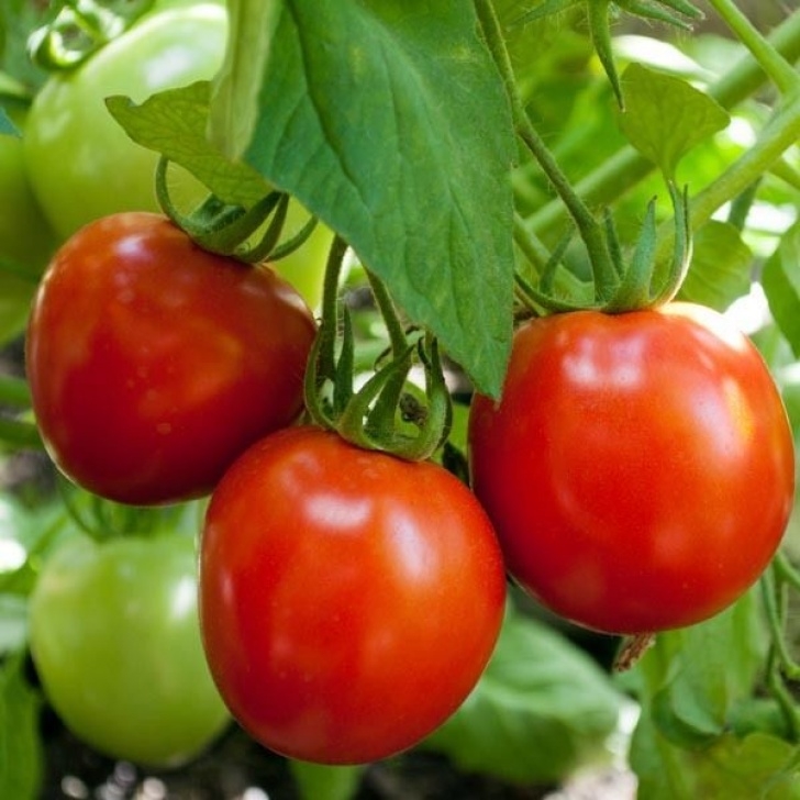 Cold Hardy Vegetables Tomato Glacier Early Cold Hardy – Premier Seeds Direct Photo 472