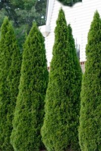 Columnar Evergreen Trees For Small Gardens Buy The Best Narrow &amp; Columnar Evergreen Trees For Sale Image 254