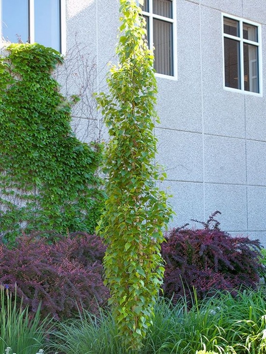Columnar Trees For Small Gardens 85 Best Narrow Columnar Trees & Shrubs Images On Pinterest Picture 228