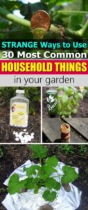Common Garden Vegetables Strange Ways To Use 30 Most Common Household Things In Picture 823
