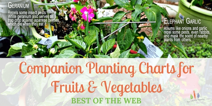 Companion Flowers For Vegetables Companion Planting Charts For Vegetables &amp; Fruit-Best Of Image 882