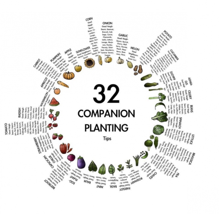 Companion Flowers For Vegetables Companion Planting Picture 139