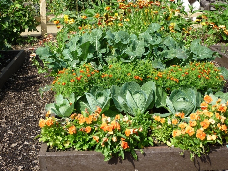 Companion Flowers For Vegetables Garden Care Archives - Greenmylife - Anyone Can Garden Photo 707
