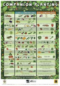 Companion Flowers For Vegetables Garden Charts | Byzantineflowers Photo 717