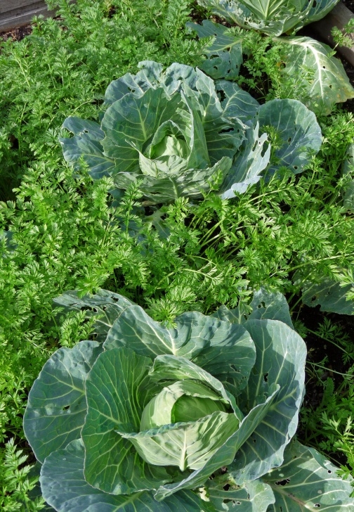 Companion Flowers For Vegetables September! Brassicas, Carrots, Favas, Fall Favorites Picture 363