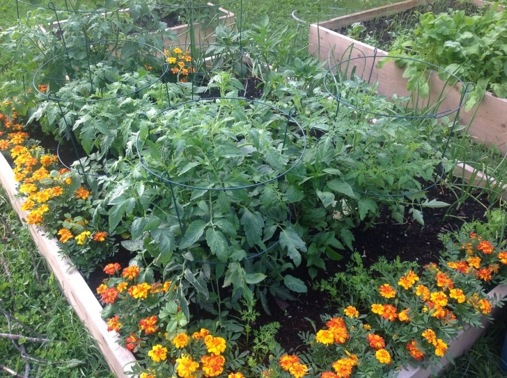 Companion Flowers For Vegetables Timeless Gardens | How To'S &amp; Not Do'S! Organic "Non-Gmo Photo 070