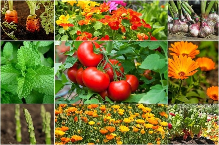 Companion Planting Flowers 10 Tomato Companion Plants To Get The Most Delicious Image 483