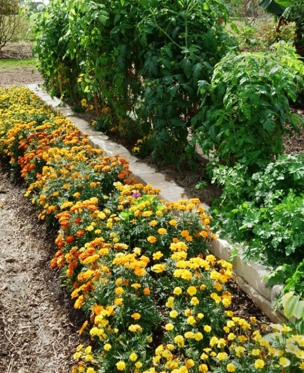 Companion Planting Flowers 28 Companion Planting Combinations To Grow The Tastiest Photo 961