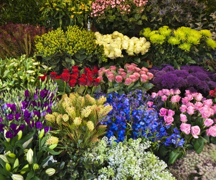 Companion Planting Flowers About – Field Of Flowers Wholesale Picture 046