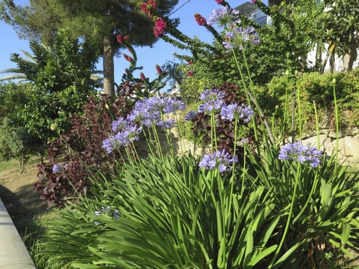 Companion Planting Flowers Agapanthus Companion Plants - Learn About Plants That Grow Image 017