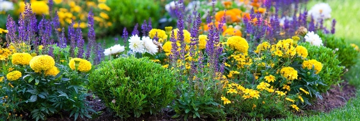 Companion Planting Flowers Companion Planting | Zones Image 357