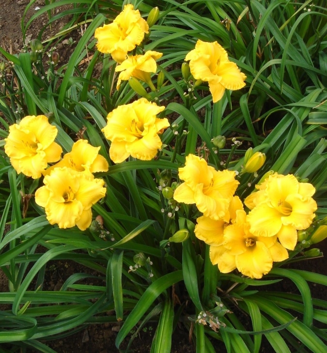 Companion Planting Flowers Plant Preview: Companion Planting With Daylilies Picture 091