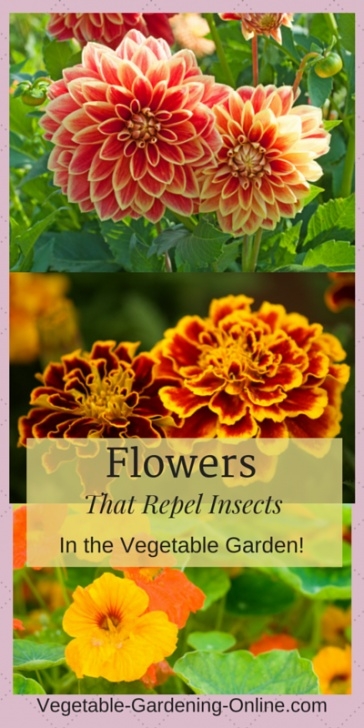 Companion Planting Flowers Vegetable Gardening Plans, Designs, Worksheets, Planting Photo 803