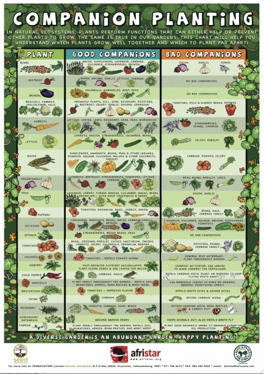 Companion Planting Garden Layout Are You Growing Vegetables This Summer? – The Kitchen Pantry Photo 818