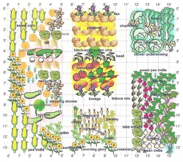 Companion Planting Garden Layout Les Tomates Détestent Les Concombres: Les Secrets De La Image 039
