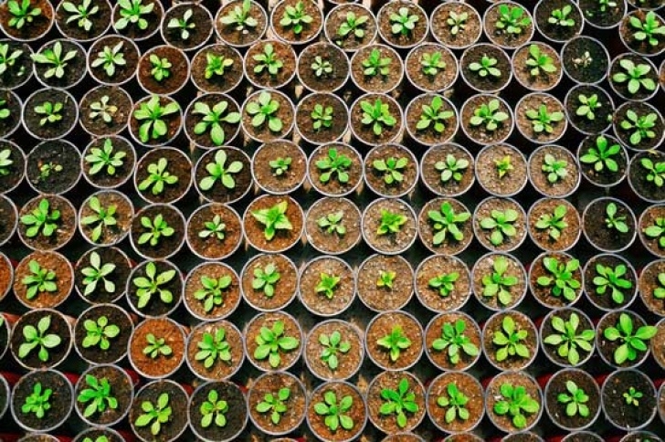 Companion Planting Herbs An In-Depth Companion Planting Guide - Organic Gardening Photo 405