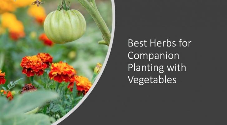 Companion Planting Herbs Best Herbs For Companion Planting With Vegetables | Dengarden Image 109