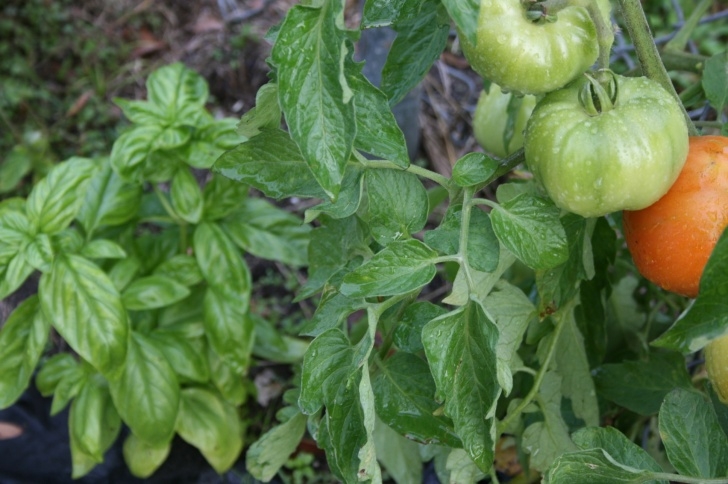 Companion Planting Herbs Companion Gardening – Plants Going Hand In Hand Photo 449