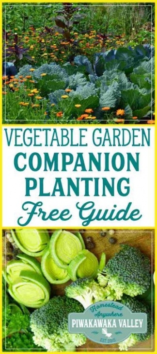 Companion Planting Herbs Companion Planting Chart For Vegetables And Herbs Photo 926
