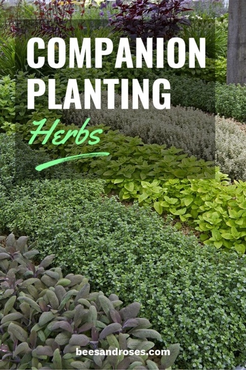 Companion Planting Herbs Companion Planting Herbs: What Herbs Grow Well Together Photo 145
