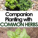 Companion Planting Herbs Companion Planting With Common Herbs Picture 389