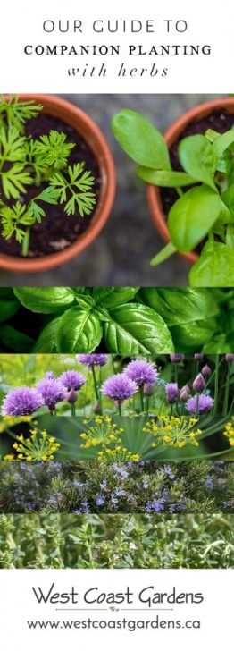 Companion Planting Herbs Companion Planting With Herbs | Garden Tips | West Coast Photo 310