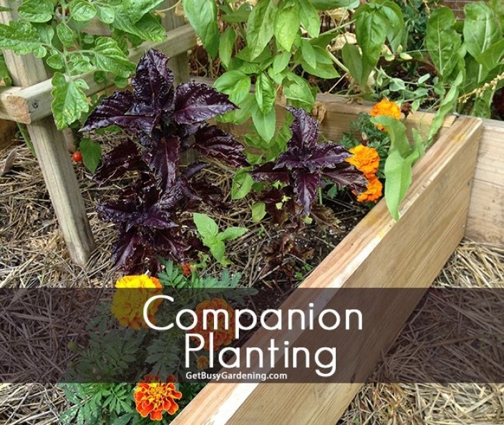 Companion Planting Herbs In Pots A Beginner'S Guide To Companion Planting | Companion Image 632